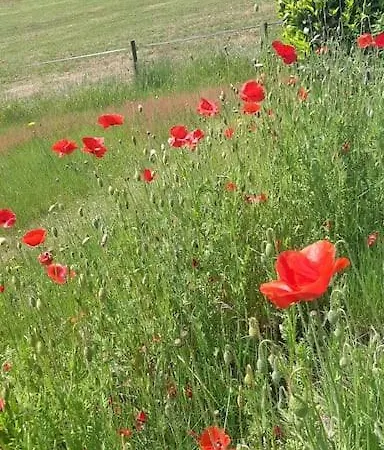 Διαμέρισμα Walhome: Hohes Venn, 3 Grenzen, Walhorn